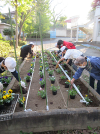 環境委員のみんなで植えていきました。