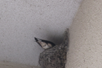 見つけた!