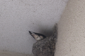 見つけた!