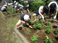保健室前の花壇に植えていきました。