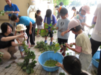 枝豆のさやを手作業で取っていきます。