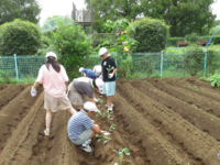 6年生が会社に分かれて苗を植えていきました。