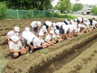 高学年もさつまいもの苗を植えました。