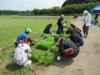 その前にPTAの保護者の皆さんが、植えやすいように苗を小さな束にしてくださいました。